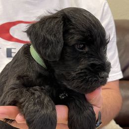 Miniature Schnauzer Puppies from Black Gold Miniature Schnauzers