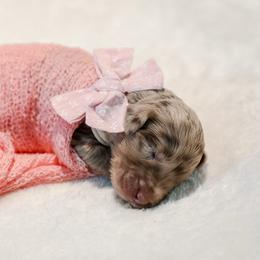 Spain - Merle female Labradoodle puppy in Kingston, Georgia from CC Familydoodles