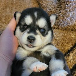 Delilah - Black and white female Siberian Husky puppy in Swansea, Illinois from Husky B's
