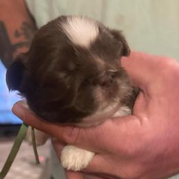 Green boy - Liver and white male Shih Tzu puppy in Berkeley Springs, West Virginia from Sandridge Shih Tzus