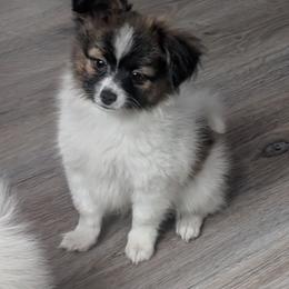 Nyxon - White and sable male Papillon puppy in Dorset, Ohio from Classy Country Papillons