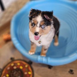 Toy Australian Shepherd Puppies from Reflections of Star Crest Kennel