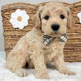 Muffin - Cream male Goldendoodle puppy in Temecula, California from Oodles O'Doodles
