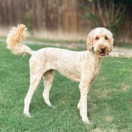 Mango - Goldendoodle