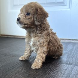 Cockapoo Puppies from East St. Poodles & Doodles