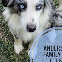 Luna - Miniature Australian Shepherd