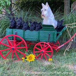 Scottish Terrier and Sealyham Terrier Puppies from Afterglow Kennels, LLC