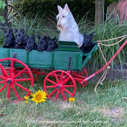 Scottish Terrier and Sealyham Terrier Puppies from Afterglow Kennels, LLC