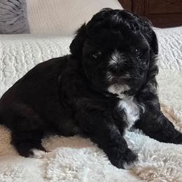 Aspen - Black and white female Shihpoo puppy in Rural Retreat, Virginia from Kopydlowski's Shihpoo and Shichon pups