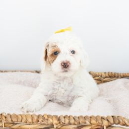 Nilla - Goldendoodle puppy in Davie, Florida from ClassyDoodles