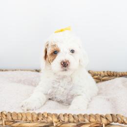 Nilla - Goldendoodle puppy in Davie, Florida from ClassyDoodles