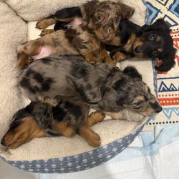 Dachshund Puppies from Birkin’ Paws