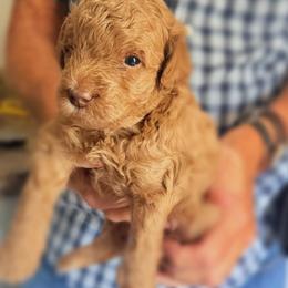 French Bulldog and Goldendoodle Puppies from French Valley Miniature Goldendoodles & French Bulldogs