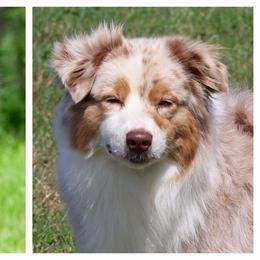Australian Shepherd puppies from RisingStar Australian Shepherds