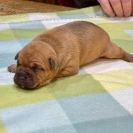 Male 1 - Red male Staffordshire Bull Terrier puppy in Lakeland, Florida from English Creek Staffords