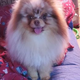Flash - Pomeranian