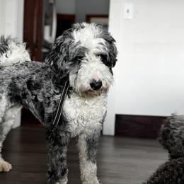 Nori - Bernedoodle