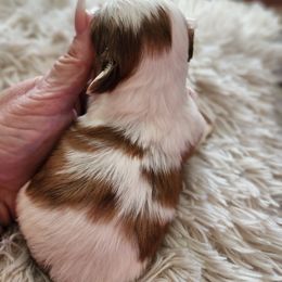 Goldendoodle and Shih Tzu Puppies from Angel Companions Farm