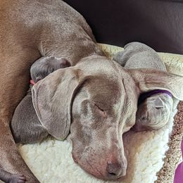 Weimaraner Puppies from SilverRush Weimaraners