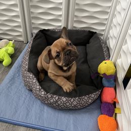 French Bulldog Puppies from Silver Maple Frenchies