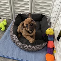 French Bulldog Puppies from Silver Maple Frenchies