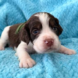 Dark green boy - Liver white and tan male English Springer Spaniel puppy in Cleburne, Texas from Powers English Springer Spaniels