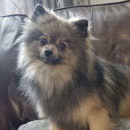 Pitufa - Pomeranian