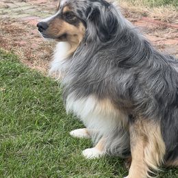Miniature Australian Shepherd All Grown Up from Darcie Clingan