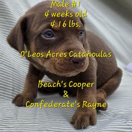 MALE - 1 - Chocolate male Catahoula Leopard Dog puppy in Perry, Florida from O'Leos' Acres Catahoulas