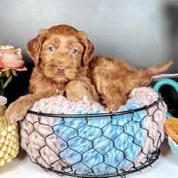 Peaches - Caramel female Australian Labradoodle puppy in Decatur, Alabama from Southern Meadows Doodles
