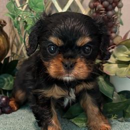 Serena - Black and tan female Cavalier King Charles Spaniel puppy in Oklahoma from Rocky Oak Cavaliers & Biewer Terriers LLC