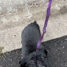 Miles - Shih Tzu