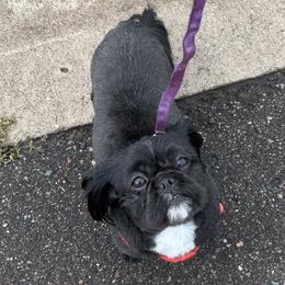 Miles - Shih Tzu