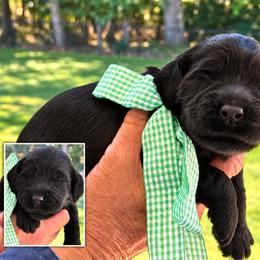 Mr. Green Collar - Black male Australian Labradoodle puppy in Wake Forest, North Carolina from Lucky Country Labradoodles