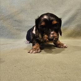 Khloe - Dapple female Dachshund puppy in Tower City, Pennsylvania from Stoney Mountain Mini Doxies