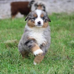 Veruca Salt - Blue merle female Australian Shepherd puppy in Pikeville, Tennessee from Skillern Creek's Australian Shepherds
