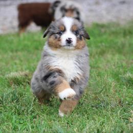 Veruca Salt - Blue merle female Australian Shepherd puppy in Pikeville, Tennessee from Skillern Creek's Australian Shepherds