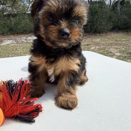 Bear - Black and tan male Yorkshire Terrier puppy in Ocala, Florida from Yorkie  And Shih Tzu Love