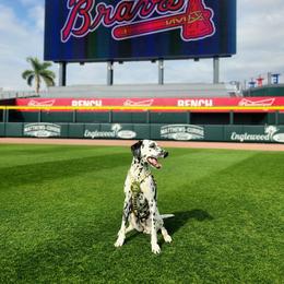 Basset Hound and Dalmatian Puppies from Lazy B Bassets and Dalmatians