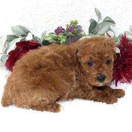 Feta - Apricot female Poodle puppy in Stokesdale, North Carolina from His and Hers Poodles and Doodles