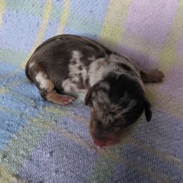 Biscuit - Dapple male Dachshund puppy in Opelika, Alabama from Dachshund Darlins