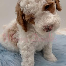 Bernedoodle Puppies from Whimsy Doodles