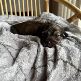Moe - Cream male Dachshund puppy in Yuba City, California from Mulberry Dachshunds