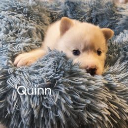 Quinn - White female Pomsky puppy in Blackfoot, Idaho from Snake River Pomskys