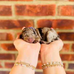 Taffy - Merle female Labradoodle puppy in Elizabethtown, Kentucky from Reddy Poodles & Doodles