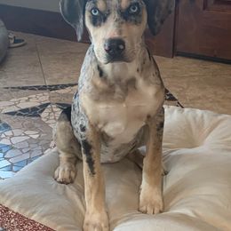 Catahoula Leopard Dog Puppies from ZM Catahoulas