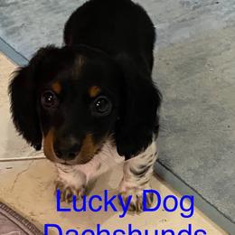 Bubba - Black and tan male Dachshund puppy in Bryceville, Florida from Lucky Dog Dachshunds
