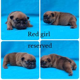 Red fawn - Fawn female French Bulldog puppy in Polk City, Florida from Best Friend Frenchies, LLC