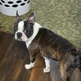Littlefoot - Boston Terrier