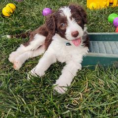 Bordoodle Puppies from Brisby Bordoodles